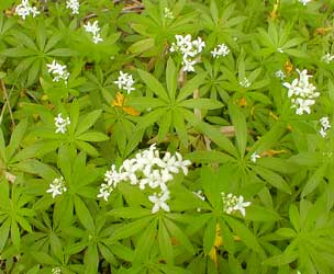 sweet woodruff
