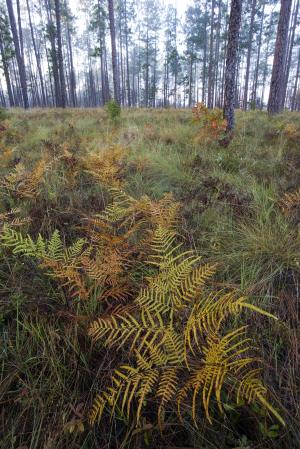 Photo of longleaf pine habitat at Silver Lake tract.