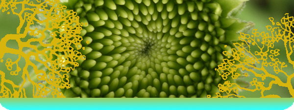 Bottom Flower Mandala