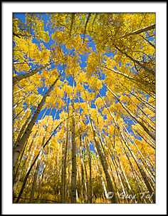 Tall Aspens