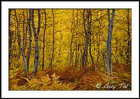 Young Aspens