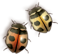 2 Little Bugs Graphic