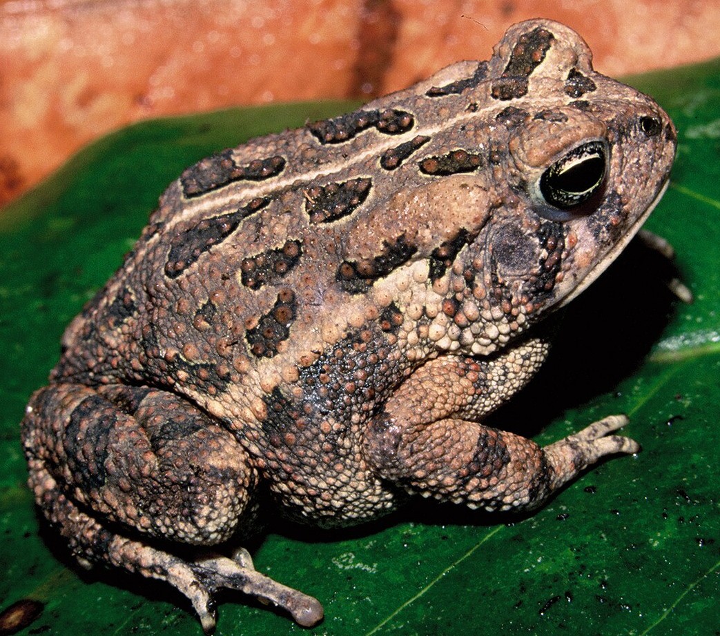 frog vs toad