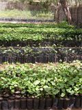 Tree Nursery in Senegal