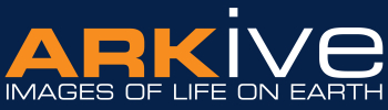 ARKive - a unique collection of thousands of videos, images and fact-files illustrating the world's species
