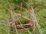 Protecting a seedling, Ethiopia
