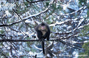 (c) Xi Zhinong / naturepl.com. View the Yunnan snub-nosed monkey on ARKive