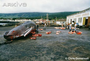 (c) Chris Gomersall. View the sperm whale on ARKive