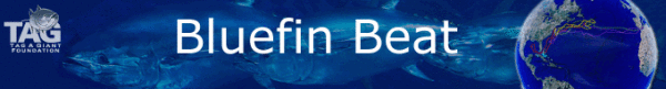 Bluefin Beat