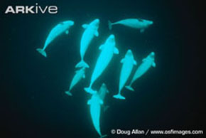 (c) Doug Allan / www.osfimages.com. View the beluga whale on ARKive