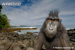 (c) Stefano Unterthiner. View the crested black macaque on ARKive