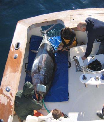 NC Bluefin Tagging