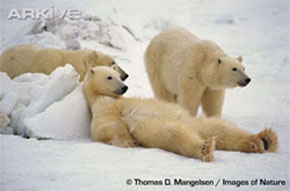 &copy; Thomas D. Mangelsen / Images of Nature. View the polar bear on ARKive