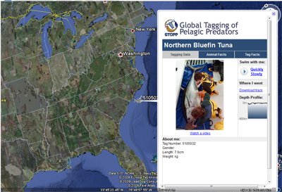 Bluefin Track in Google Earth