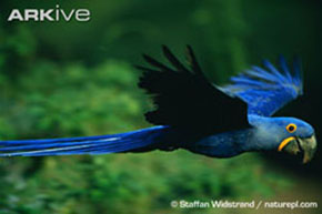 (c) Staffan Widstrand / naturepl.com. View the hyacinth macaw on ARKive