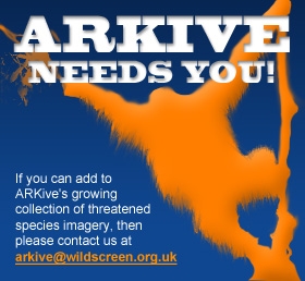 Contact ARKive if you have media for a threatened species that we have not yet covered, or can add to the collections already in ARKive.