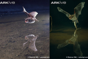 (c) Dietmar Nill / naturepl.com