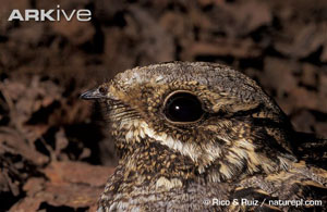 (c) Rico & Ruiz / naturepl.com