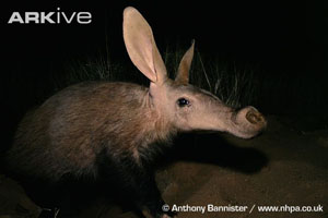 (c) Anthony Bannister / www.nhpa.co.uk