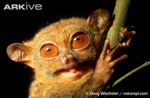 (c) Doug Wechster / naturepl.com