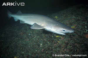 (c) Brandon Cole / naturepl.com