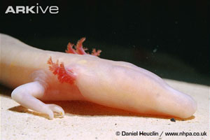 (c) Daniel Heuclin / www.nhpa.co.uk