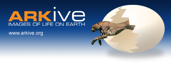ARKive - a unique collection of thousands of videos, images and fact-files illustrating the world's species