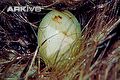 Egg 15