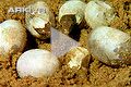 Egg 16