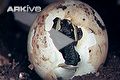Egg 13