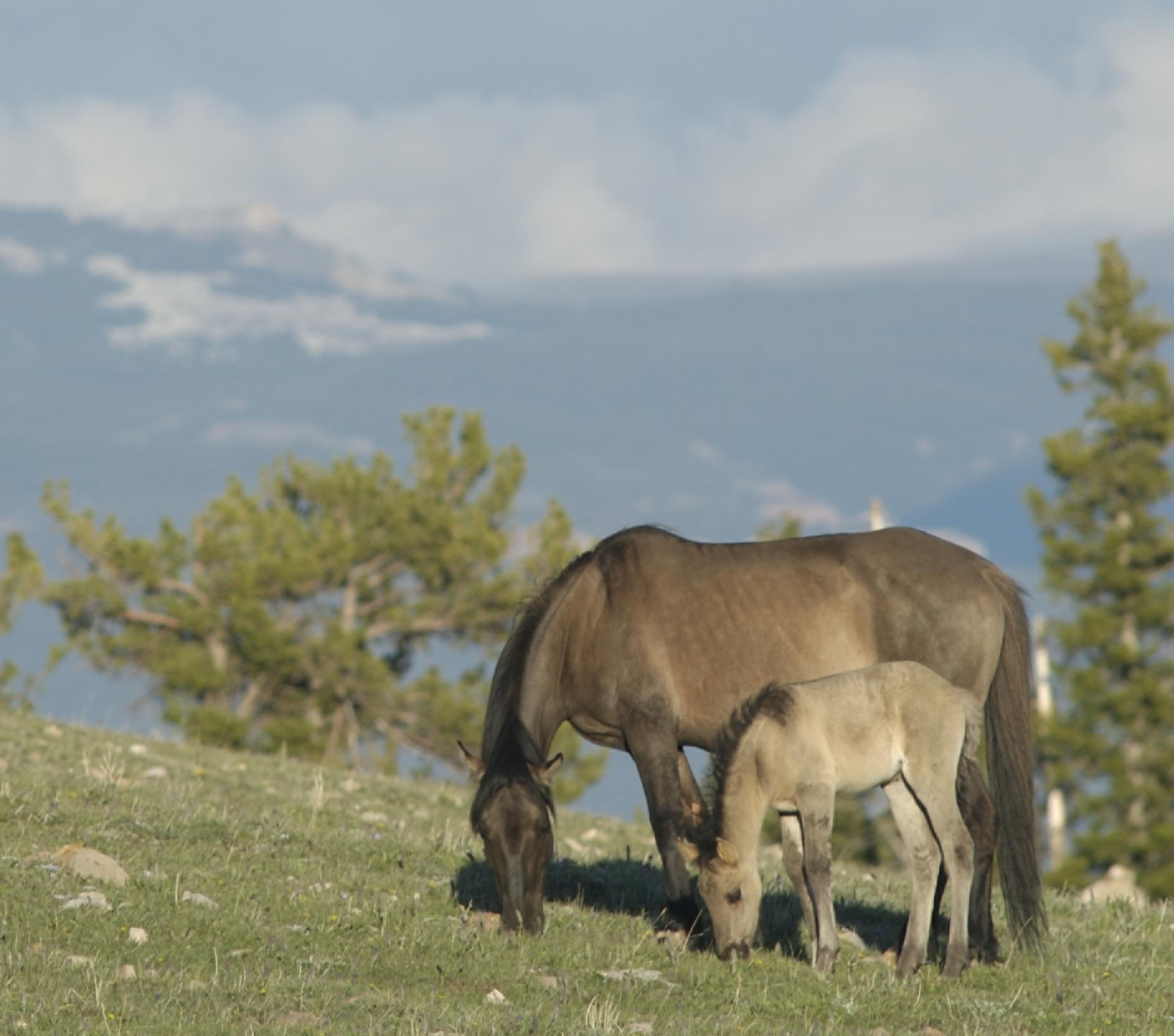 Cedar and her filly, Sage
