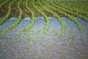 DIS821KK 003 001-Flooded cornfield after a downpour of heavy rain in Kenosha County, WI   