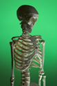 MED035KK 001 001-Studio shot against green background of plastic human skeleton