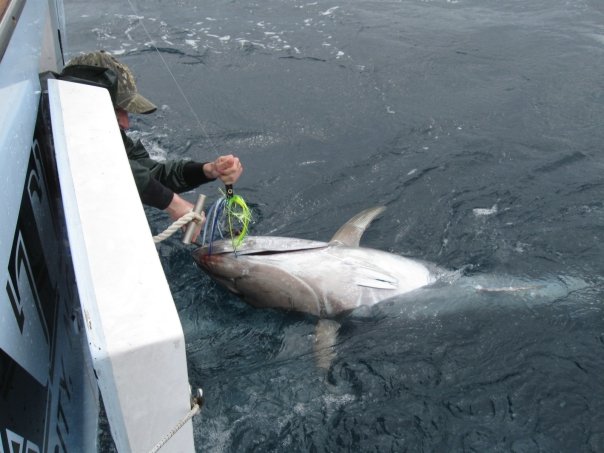 Liphooking in Hatteras