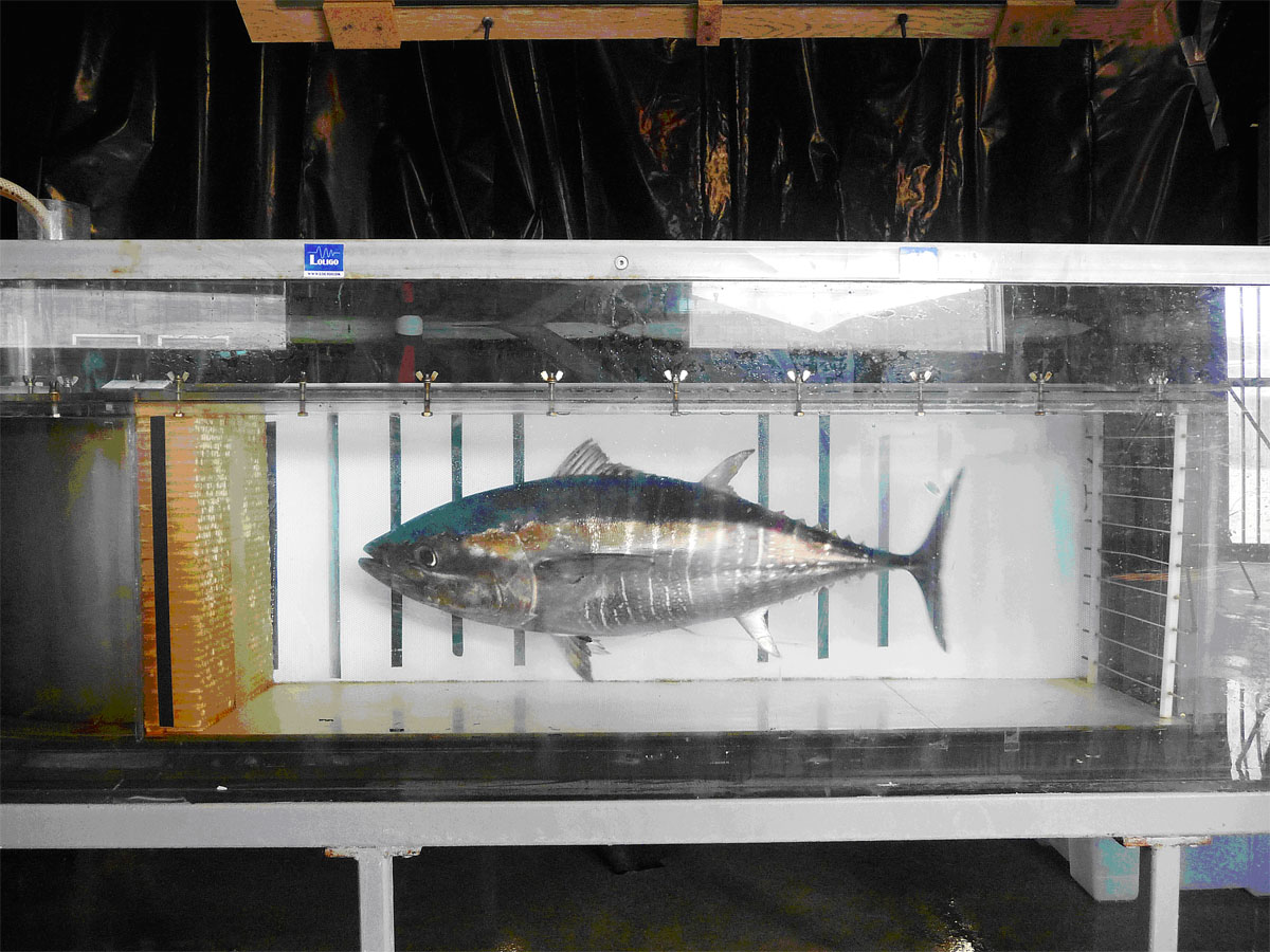 Tuna in respirometer