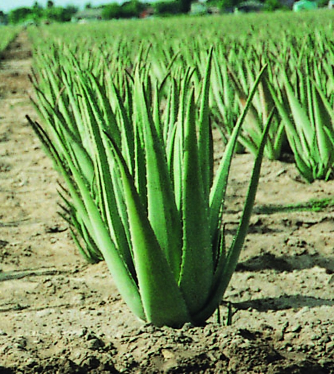 aloe plant